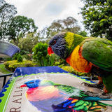 Australian Natives Collection Deck | Rainbow Lorikeet | Blue